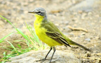 Yellow Wagtail: A Guide to Identification and Habitat