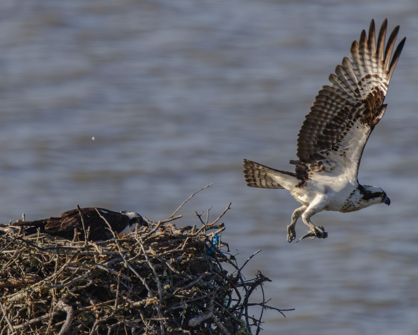 Osprey landing on a nest by the water, showcasing bird behavior and nature.