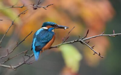 Kingfishers: Nature’s Jewel of the UK’s Waterways