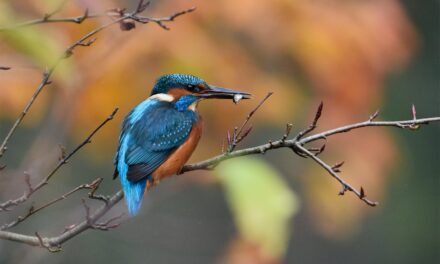 Kingfishers: Nature’s Jewel of the UK’s Waterways