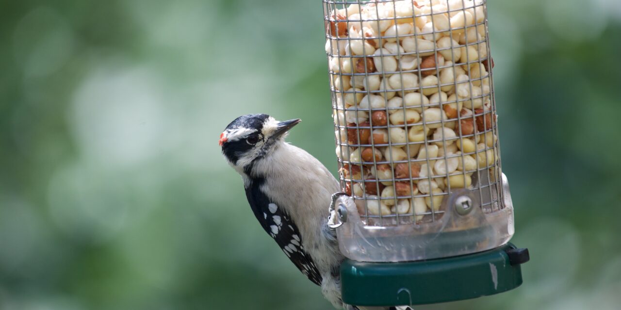 Why Use Squirrel-Proof Birdfeeders: Benefits and Features
