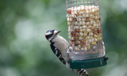 Why Use Squirrel-Proof Birdfeeders: Benefits and Features