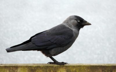 The Jackdaw: A Closer Look at This Intelligent Bird