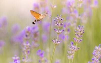 Best Garden Plants for Birds: Attract More Feathered Friends to Your Yard