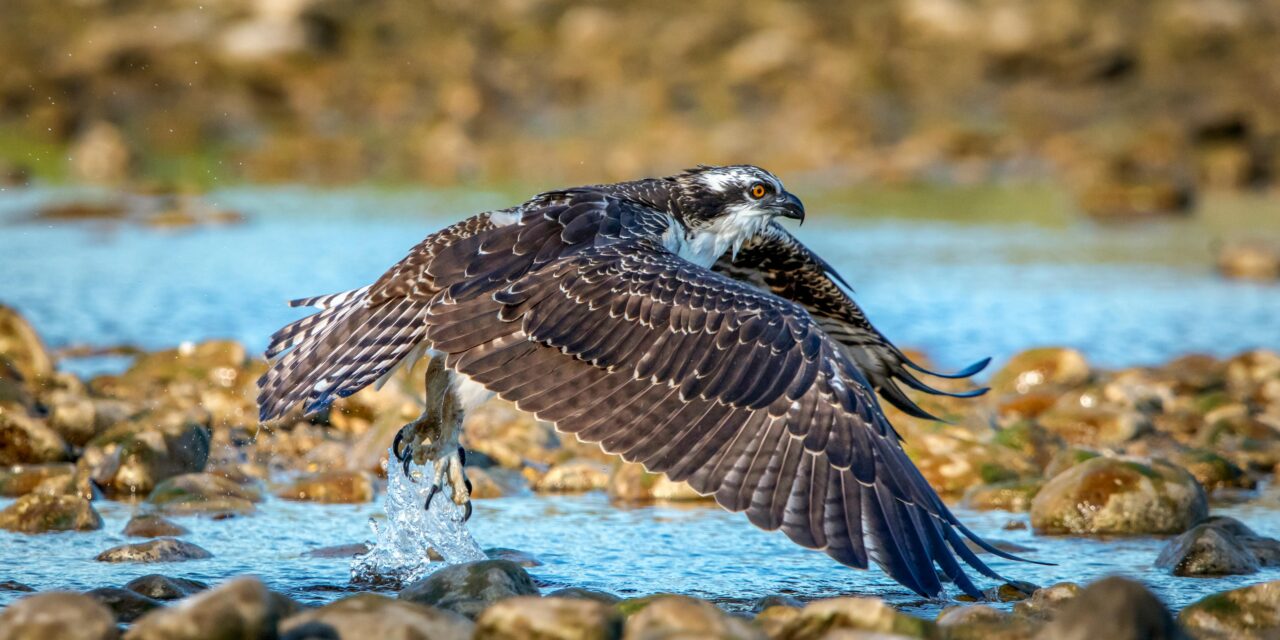 Ospreys: Masters of Air and Water