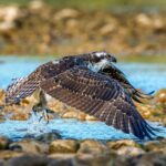 Ospreys: Masters of Air and Water
