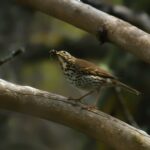 Song Thrush: The Unsung Hero of the Bird World