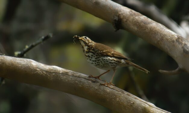 Song Thrush: The Unsung Hero of the Bird World