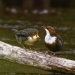 Dipper: A Master of Adaptation in Challenging Environments