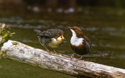 Dipper: A Master of Adaptation in Challenging Environments