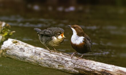 Dipper: A Master of Adaptation in Challenging Environments
