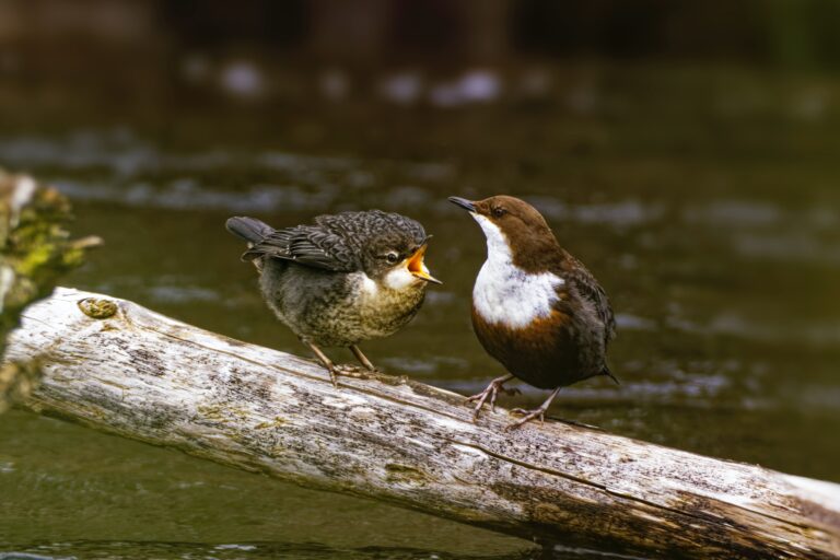 Dipper