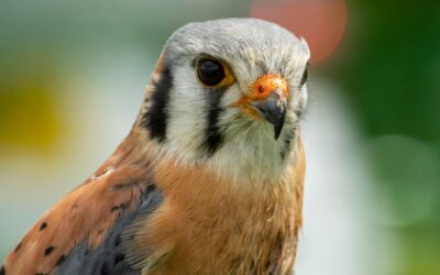 From Nesting Habits to Hunting Techniques: 5 Must-Know Kestrel Facts