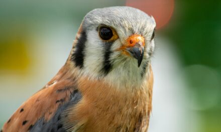 From Nesting Habits to Hunting Techniques: 5 Must-Know Kestrel Facts