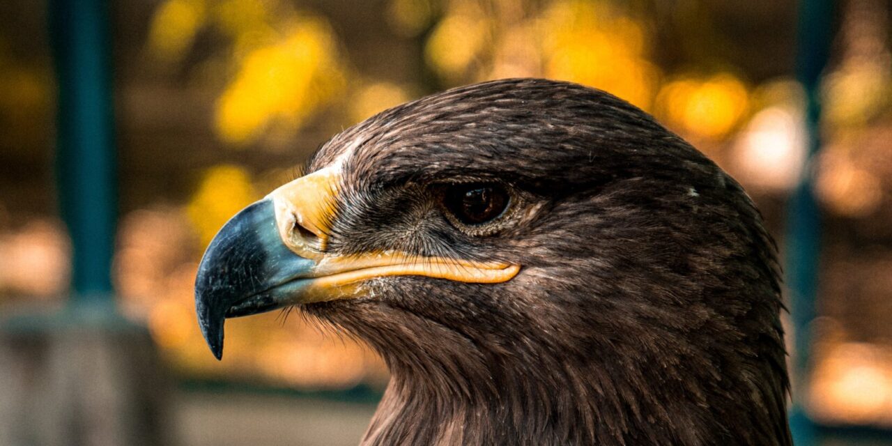 Golden Eagle: Facts, Habitat, and Behaviour