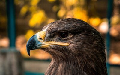 Golden Eagle: Facts, Habitat, and Behaviour