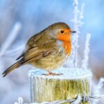 Unraveling the Symbolism of Robins: A Deep Dive into Cultural Meanings