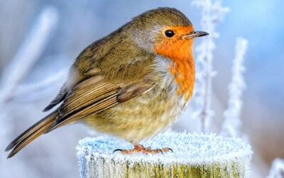 Unraveling the Symbolism of Robins: A Deep Dive into Cultural Meanings