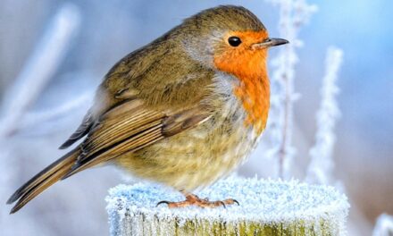 Unraveling the Symbolism of Robins: A Deep Dive into Cultural Meanings