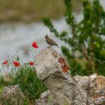 Eurasian Skylark: The Iconic Bird of Europe and Asia