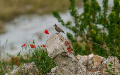 Eurasian Skylark: The Iconic Bird of Europe and Asia