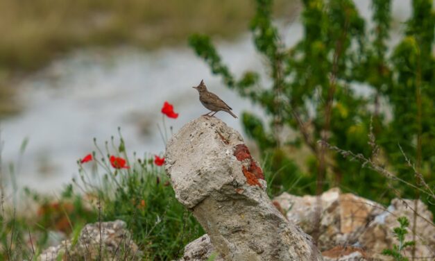 Eurasian Skylark: The Iconic Bird of Europe and Asia