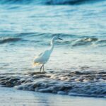 Spotting Egrets in the UK: A Guide to Finding These Elegant Birds