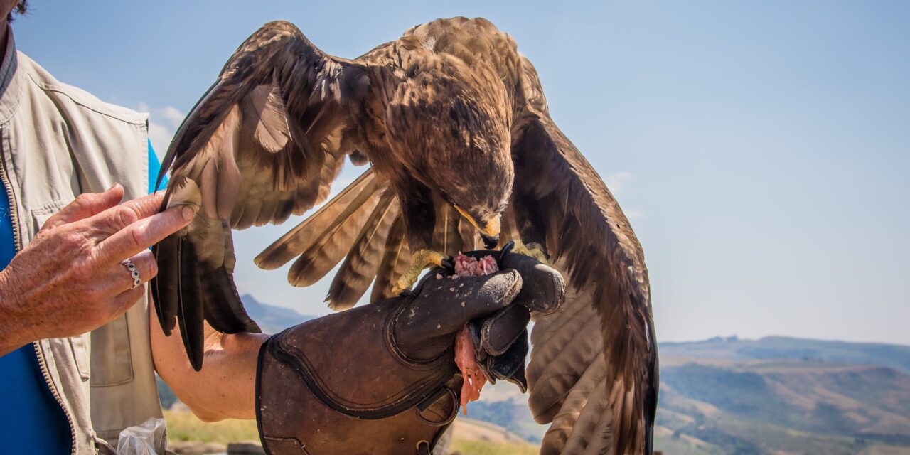 Can You Feed Birds of Prey? A Guide to Feeding Raptors Safely