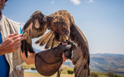 Can You Feed Birds of Prey? A Guide to Feeding Raptors Safely