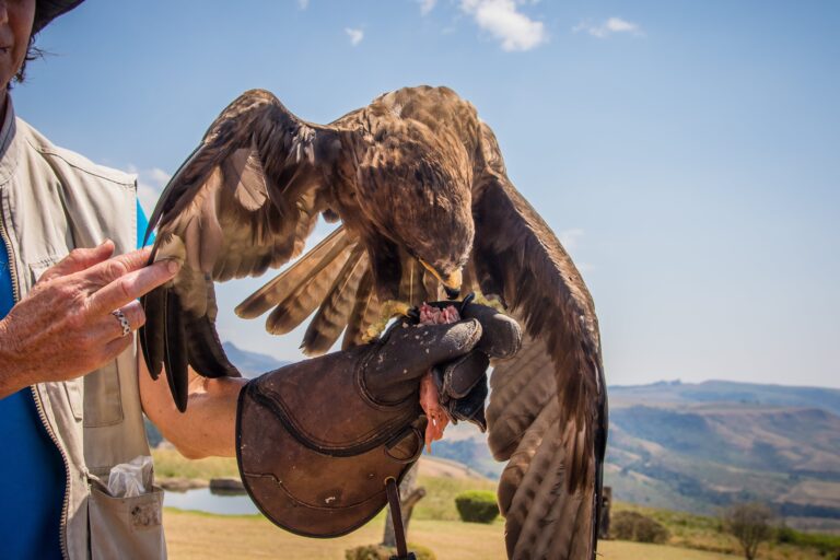 Bird of Prey Eating