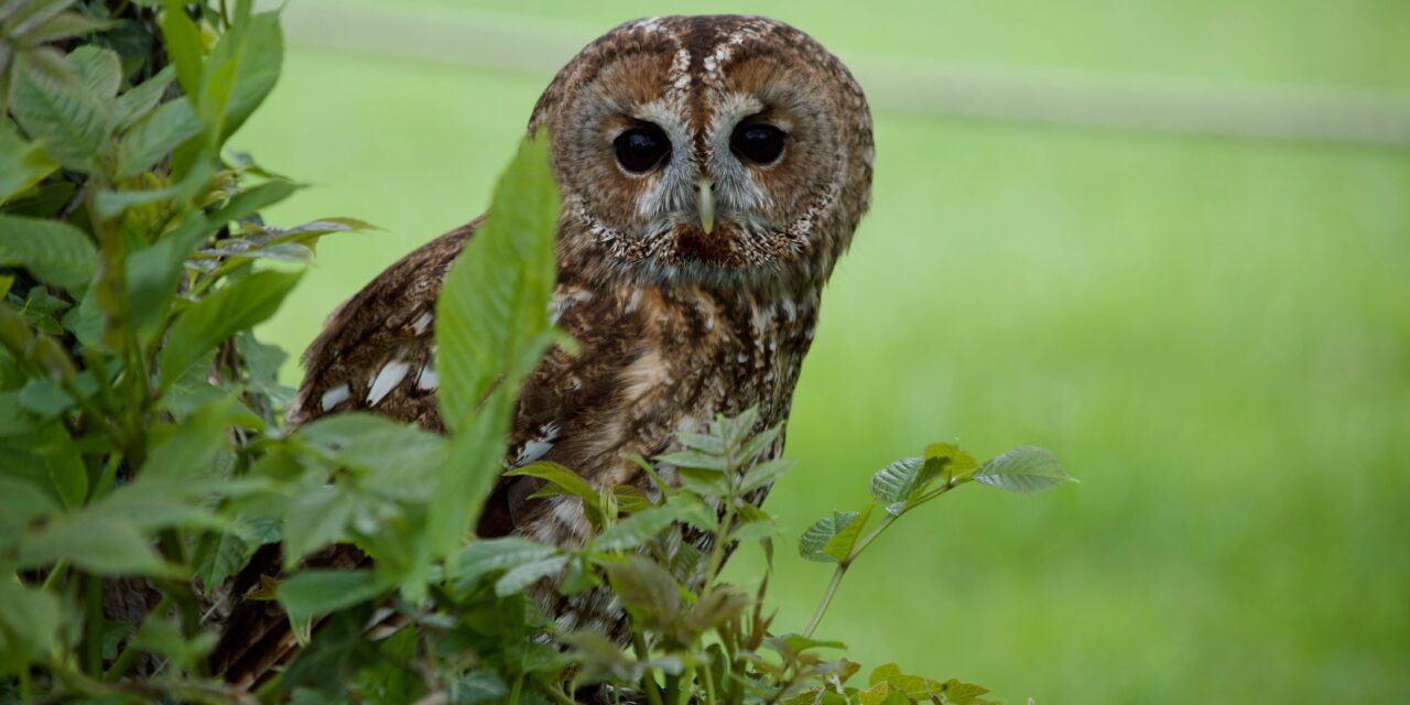 The Fascinating World of Tawny Owls: A Closer Look at These Nocturnal Hunters