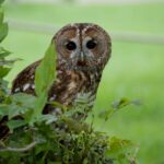 The Fascinating World of Tawny Owls: A Closer Look at These Nocturnal Hunters