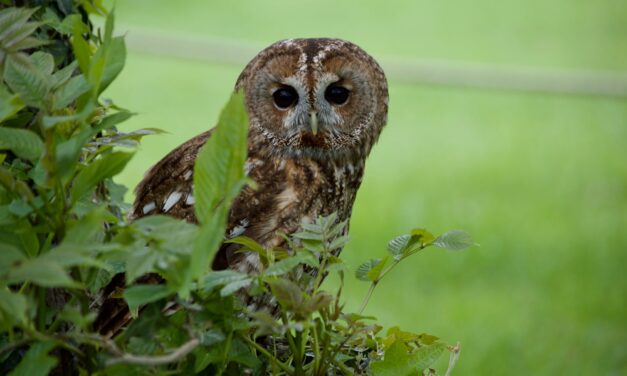 The Fascinating World of Tawny Owls: A Closer Look at These Nocturnal Hunters