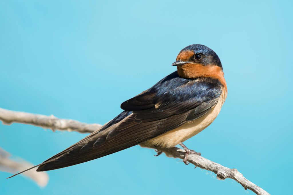 Swallow