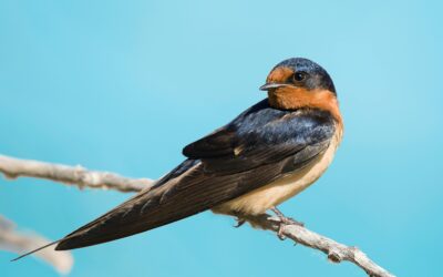 Swallows: Masters of Flight and Navigation