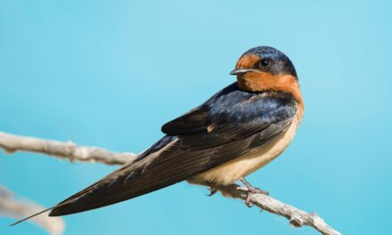 Swallows: Masters of Flight and Navigation