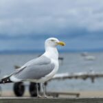 The Fascinating World of the European Herring Gull