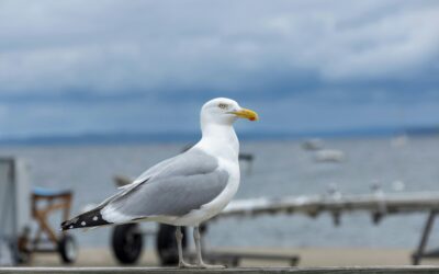 The Fascinating World of the European Herring Gull