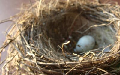Understanding the Nesting Cycle: When Do Birds Nest?
