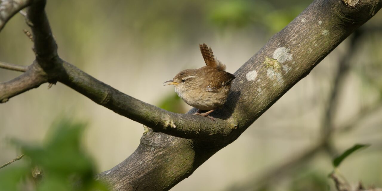 The Fascinating Life and Legacy of the Wren: A Closer Look at this Remarkable Bird