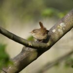 The Fascinating Life and Legacy of the Wren: A Closer Look at this Remarkable Bird