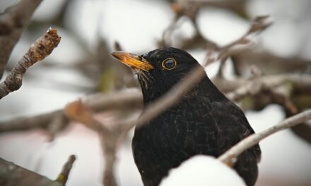 Understanding the Intriguing Behaviour of Blackbirds
