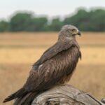 The Alarming Decline of Golden Eagles in Scotland: A Closer Look