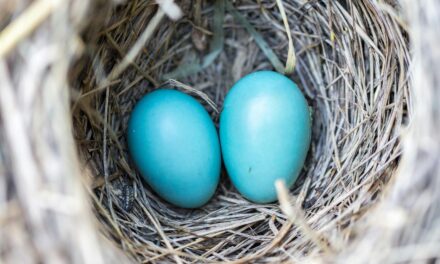 Guarding the Nest: Effective Strategies to Protect Bird Eggs from Thieves