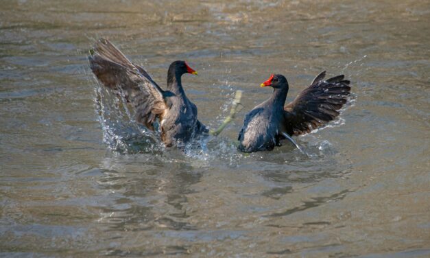 Bird Behavior: The Science Behind Their Squabbles