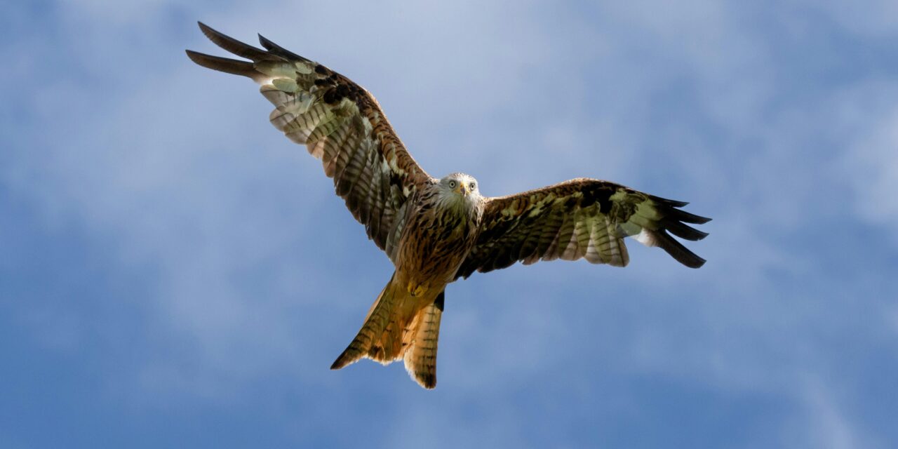 The Role of Nests in the Reproduction and Survival of Red Kites