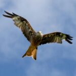 The Role of Nests in the Reproduction and Survival of Red Kites