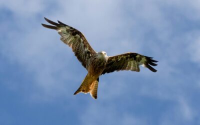 The Role of Nests in the Reproduction and Survival of Red Kites