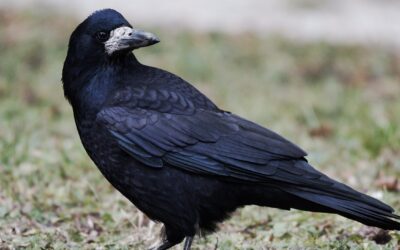 Rook : Characteristics, Habitat, and Behaviour