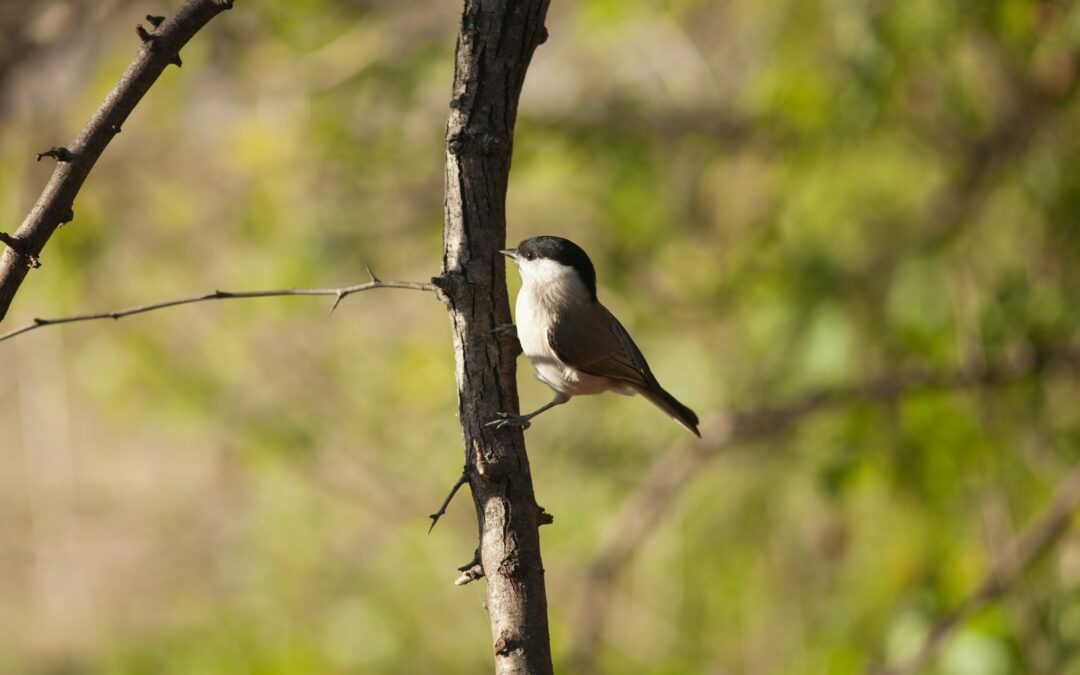 Marsh Tit UK